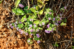 bolivien-03213