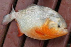 Pygocentrus nattereri