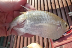 Triportheus angulatus