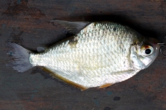 Tetragonopterus argenteus