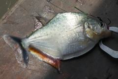 Serrasalmus  spilopleura