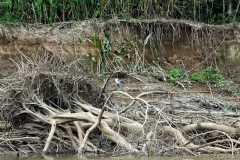 Río Mamoré - Cocoi Reiher (Ardea Cocoi)