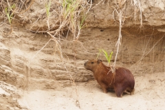 Capybara (Hydrochoerus hydrochaeris)