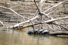 Wasserschildkröten