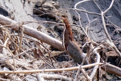 Tigerreiher / Marmorreiher (Tigrisoma lineatum)