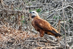 Fischbussard (Busarellus nigricollis)