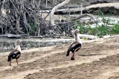 Orinoco Gans (Neochen jubata)