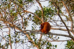 Rote Brüllaffen (Alouatta seniculus)