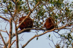 Rote Brüllaffen (Alouatta seniculus)