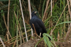 Hakenweih (Helicolestes hamatus)