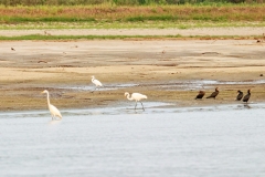 Silberreiher (Ardea alba). Olivenscharbe (Phalacrocorax brasilianus)