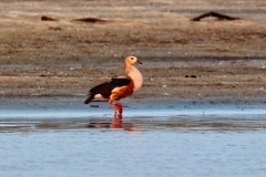 Orinoco Gans (Neochen jubata)