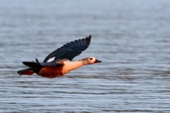 Orinoco Gans (Neochen jubata)