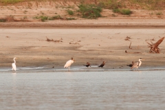 Silberreiher (Ardea alba), Waldstorch (Mycteria americana), Olivenscharbe (Phalacrocorax brasilianus), Cocoi-Reiher (Ardea cocoi)