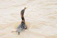 Olivenscharbe (Phalacrocorax brasilianus)