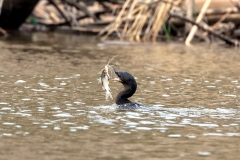 Olivenscharbe (Phalacrocorax brasilianus)