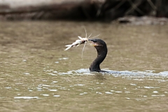 Olivenscharbe (Phalacrocorax brasilianus)