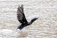 Olivenscharbe (Phalacrocorax brasilianus)