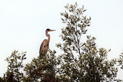 Cocoi-Reiher (Ardea cocoi)