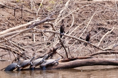 Wasserschildkräten, Olivenscharbe (Phalacrocorax brasilianus)