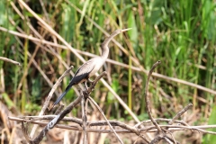 Schlangenhalsvogel (Anhinga anhinga)