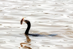 Olivenscharbe (Phalacrocorax brasilianus)