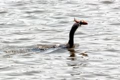 Olivenscharbe (Phalacrocorax brasilianus)