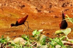 Rotstirn-Jassana / Rotstirn-Blatthühnchen (Jacana jacana)