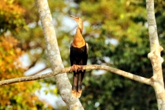 Schlangenhalsvogel (Anhinga anhinga)