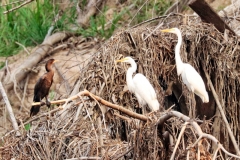 Olivenscharbe (Phalacrocorax brasilianus), Silberreiher (Ardea alba)