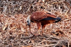 Fischbussard (Busarellus nigricollis)