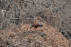 Fischbussard (Busarellus nigricollis)