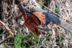 Fischbussard (Busarellus nigricollis)