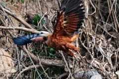 Fischbussard (Busarellus nigricollis)