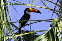 Ramphastos toco (Ramphastos toco)