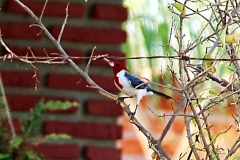 Graukardinal (Paroaria coronata)