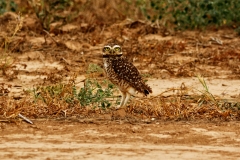 Kanincheneule (Athene cunicularia)
