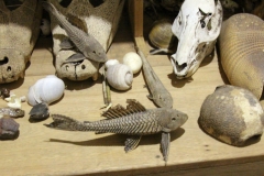 Liposarcus anisitsi/Pterygoplichthys ambrosettii