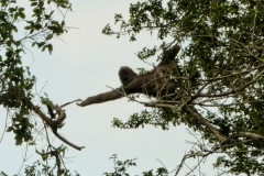 Braunkehl-Faultier (Bradypus variegatus)