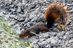 Eichhörnchen (Sciurus ignitus)