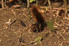 Eichhörnchen (Sciurus ignitus)