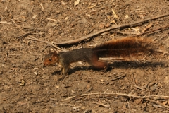 Eichhörnchen (Sciurus ignitus)