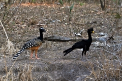 Nacktgesichthokko (Crax fasciolata)