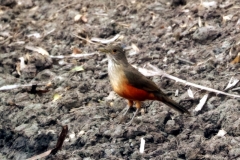 Rotbauchdrossel (Turdus rufiventris)