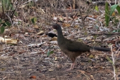 Weißstirnguan (Penelope superciliaris)