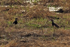 Bronzekiebitz (Vanellus chilensis)