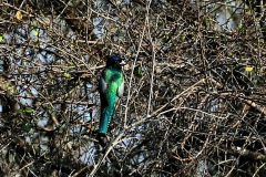 Blauscheiteltrogon (Trogon curucui)