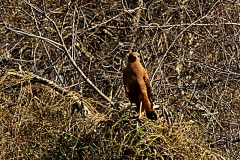 Savannenbussard (Buteogallus meridionalis)