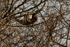 Braunkehl-Faultier (Bradypus variegatus)