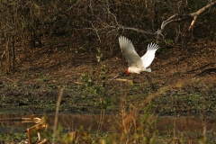 Jabiru (Jabiru mysterica)